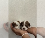 Small #3 Bernedoodle (Miniature)