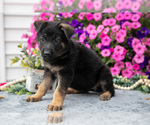 Puppy Betty German Shepherd Dog