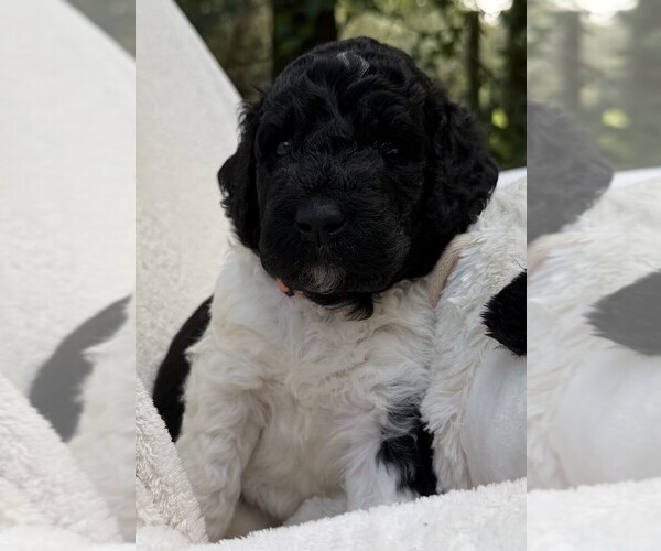 Medium Photo #50 Goldendoodle Puppy For Sale in PIERSON, FL, USA