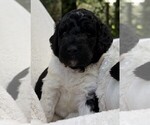 Small Photo #50 Goldendoodle Puppy For Sale in PIERSON, FL, USA