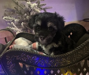 Poovanese Puppy for sale in JASPER, GA, USA
