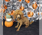 Small #16 Poodle (Toy)