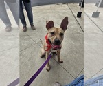 Small Mutt