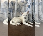 Small #2 Alaskan Klee Kai