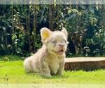 Small #1 French Bulldog