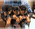 Small Photo #10 Rottweiler Puppy For Sale in FONTANA, CA, USA