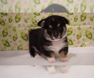 Pembroke Welsh Corgi Puppy for sale in STAFFORD, KS, USA