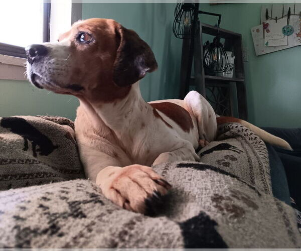 Medium Photo #2 Mutt Puppy For Sale in oakland, FL, USA