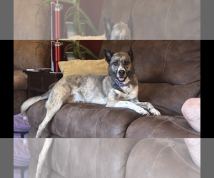 Siberian Husky-Unknown Mix Dogs for adoption in SHERBURNE, NY, USA