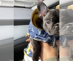 Small Photo #22 French Bulldog Puppy For Sale in SAN LEANDRO, CA, USA