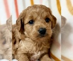 Puppy Puppy 1 Cavapoo (Miniature)