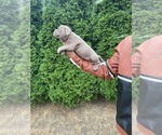 Puppy 7 American Bully-French Bulldog Mix