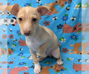 Chihuahua-Unknown Mix Dogs for adoption in Chico, CA, USA