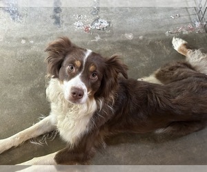 Mother of the Border-Aussie puppies born on 07/06/2026