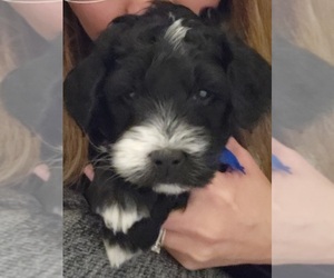 Bernedoodle (Miniature) Puppy for sale in FISHERS, IN, USA
