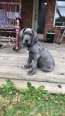 Great Dane Puppy for sale in KATY, TX, USA