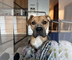 Small #2 Boxer Mix