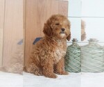 Small Photo #3 Goldendoodle-Poodle (Miniature) Mix Puppy For Sale in ITASCA, TX, USA
