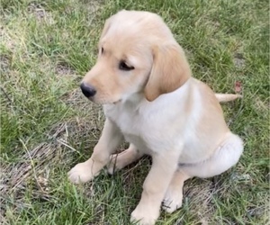 Golden Retriever Puppy for Sale in SANFORD, Colorado USA