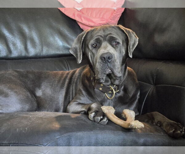 Medium Photo #5 Mutt Puppy For Sale in Woodland Hills, CA, USA