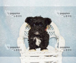 Small #8 Maltipoo