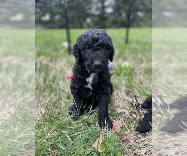 Medium Photo #24 Goldendoodle Puppy For Sale in LOTHIAN, MD, USA