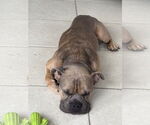 Small #3 Olde Bulldog