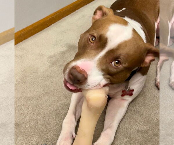 Medium Photo #15 American Pit Bull Terrier-Unknown Mix Puppy For Sale in Fargo, ND, USA