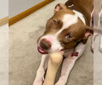 Small #14 American Pit Bull Terrier Mix
