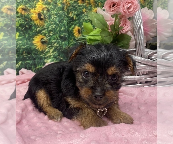 Medium Photo #30 Shorkie Tzu Puppy For Sale in SELLERSBURG, IN, USA