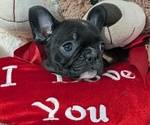 Small #1 Faux Frenchbo Bulldog