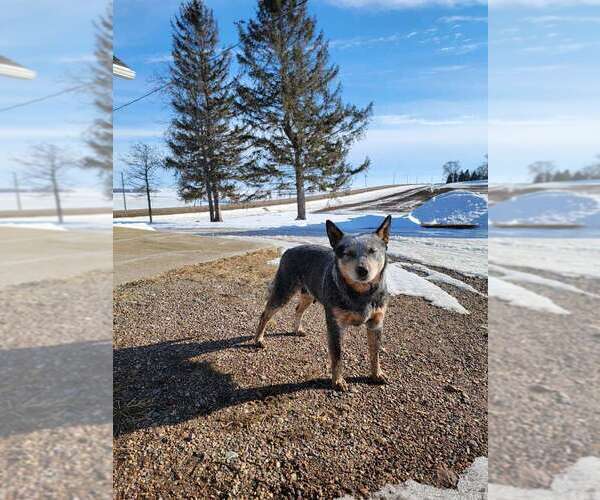 Medium Photo #1 Australian Cattle Dog Puppy For Sale in HAWARDEN, IA, USA