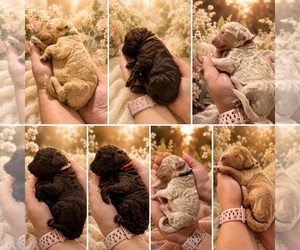 Goldendoodle Puppy for Sale in COCOA, Florida USA