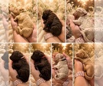 Small Goldendoodle