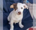 Small #4 Jack Russell Terrier Mix