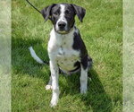 Small #5 Border Collie Mix