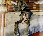 Small #1 Great Dane