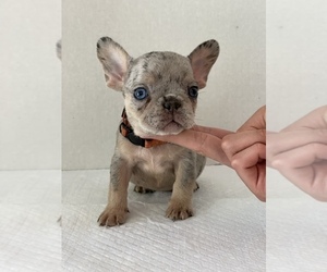 French Bulldog Puppy for sale in MODESTO, CA, USA