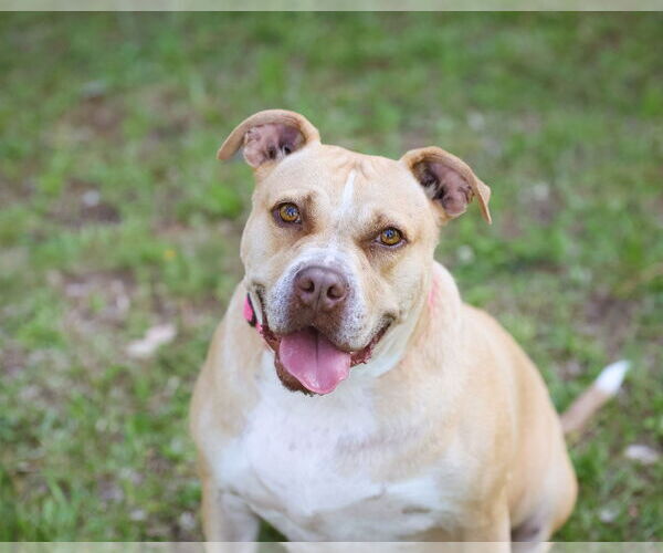 Medium Photo #9 Mutt Puppy For Sale in  Gainesville, FL, USA