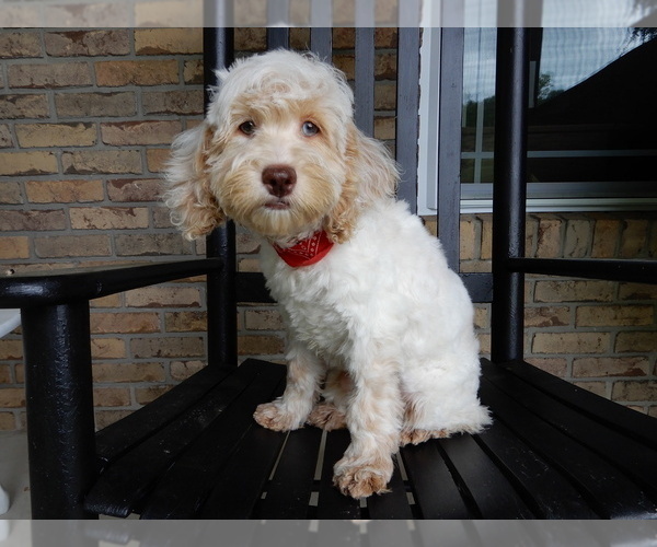 Medium Photo #2 Cockapoo Puppy For Sale in MILLERSBURG, OH, USA
