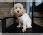 Small #1 Cockapoo
