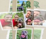Small #1 American Pit Bull Terrier Mix
