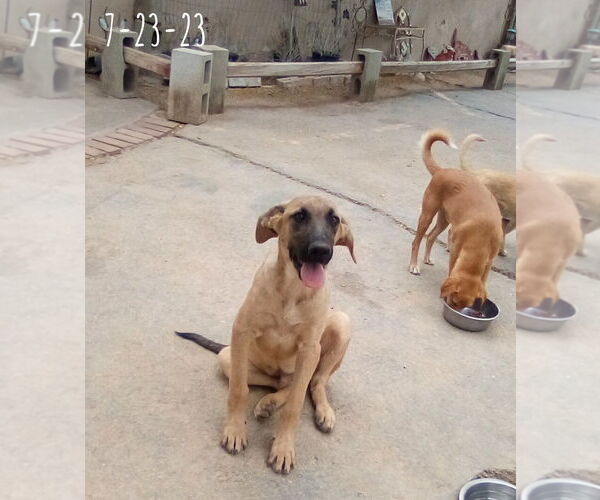 Medium Photo #14 Mutt Puppy For Sale in Apple Valley, CA, USA