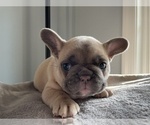 Small Photo #11 French Bulldog Puppy For Sale in WARRENTON, VA, USA