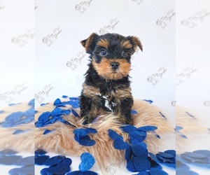 Yorkshire Terrier Puppy for Sale in ORCHARDS, Washington USA