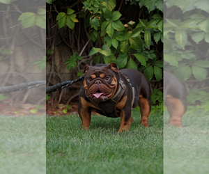 English Bulldog Puppy for Sale in MURRIETA, California USA