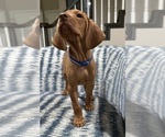 Small #3 Vizsla