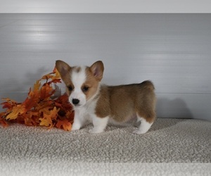 Pembroke Welsh Corgi Puppy for sale in MILLERSBURG, OH, USA