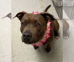 Small #36 American Staffordshire Terrier