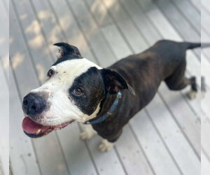 Paw Paw Walter - Male Mutt Dog for Adoption - Photo #4
